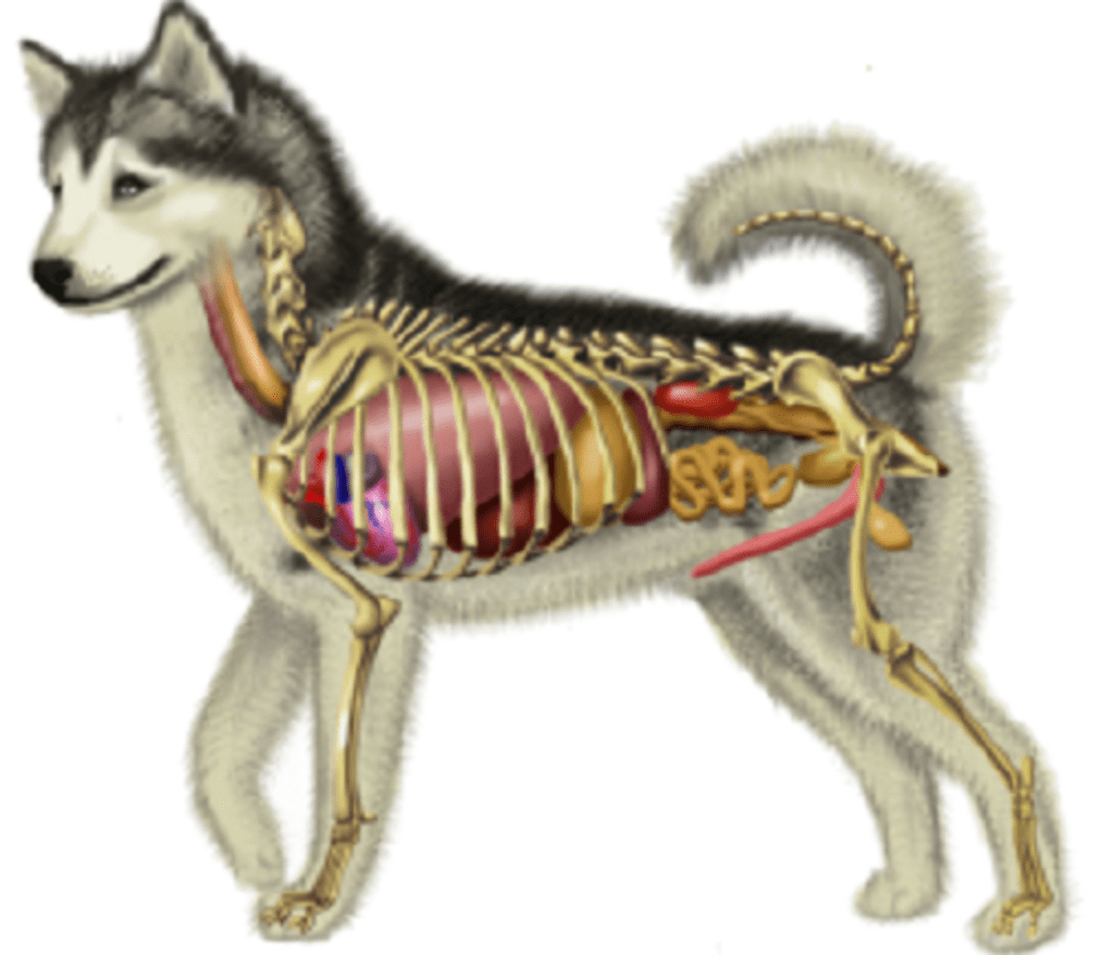 Selective Nutritional Ingredients to Add to Your Dog's Diet Selective Nutritional Ingredients to Add to Your Dog's Diet