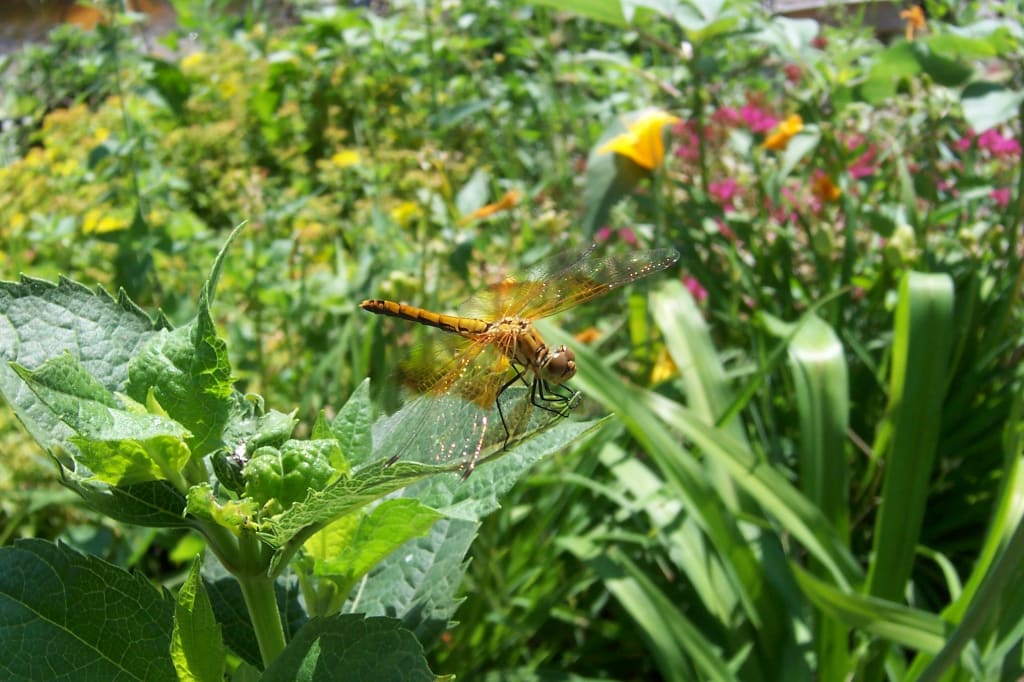 An Ode to Anisoptera An Ode to Anisoptera