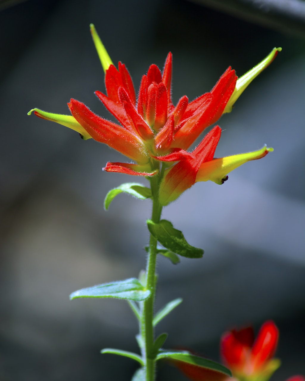 10 Enchanting Wildflowers Native To New Mexico Wander