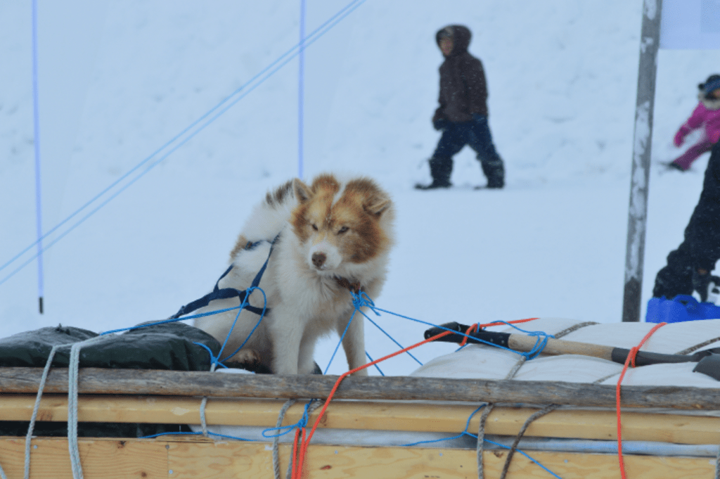 Ivakkak 2019: Northern Sled-Dog Race Across Nunavik Ivakkak 2019: Northern Sled-Dog Race Across Nunavik