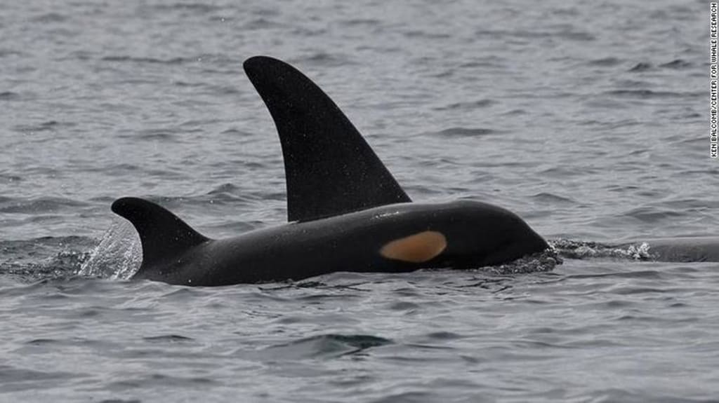 New Female Calf in J-Pod Brings Hope to the Southern Resident Orca Population New Female Calf in J-Pod Brings Hope to the Southern Resident Orca Population