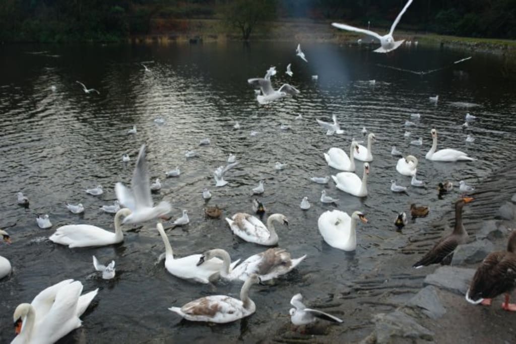 Birds in Motion Birds in Motion