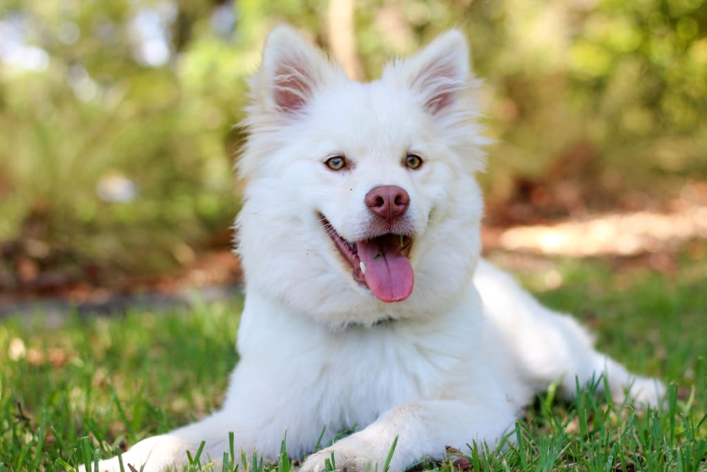 Tips for Keeping Your Dog at Their Peak Health Tips for Keeping Your Dog at Their Peak Health