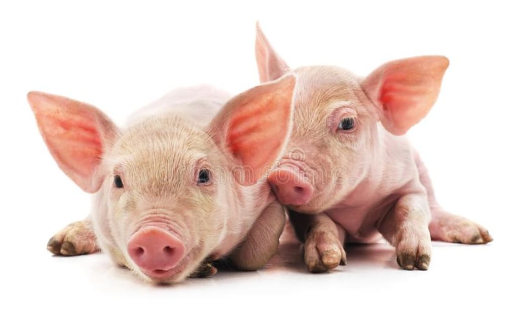 Thessler, Keeper of Pigs Thessler, Keeper of Pigs