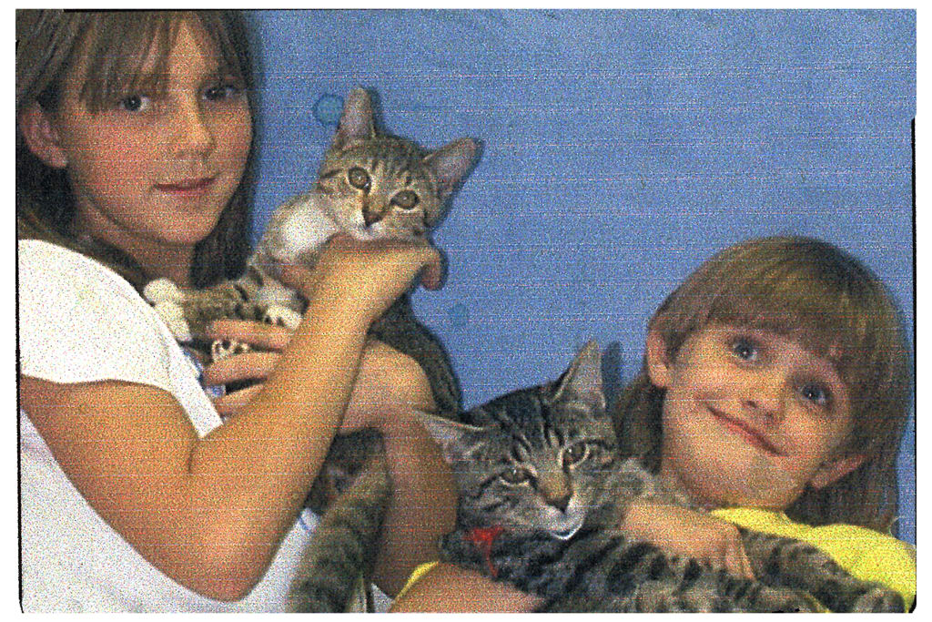 The Kitty Chronicles: Figaro & Mittens The Kitty Chronicles: Figaro & Mittens