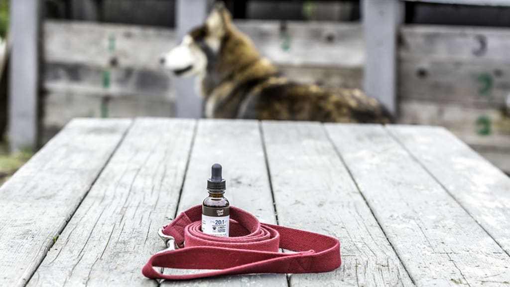 CBD Pain Relief for Dogs: What You Need to Know CBD Pain Relief for Dogs: What You Need to Know