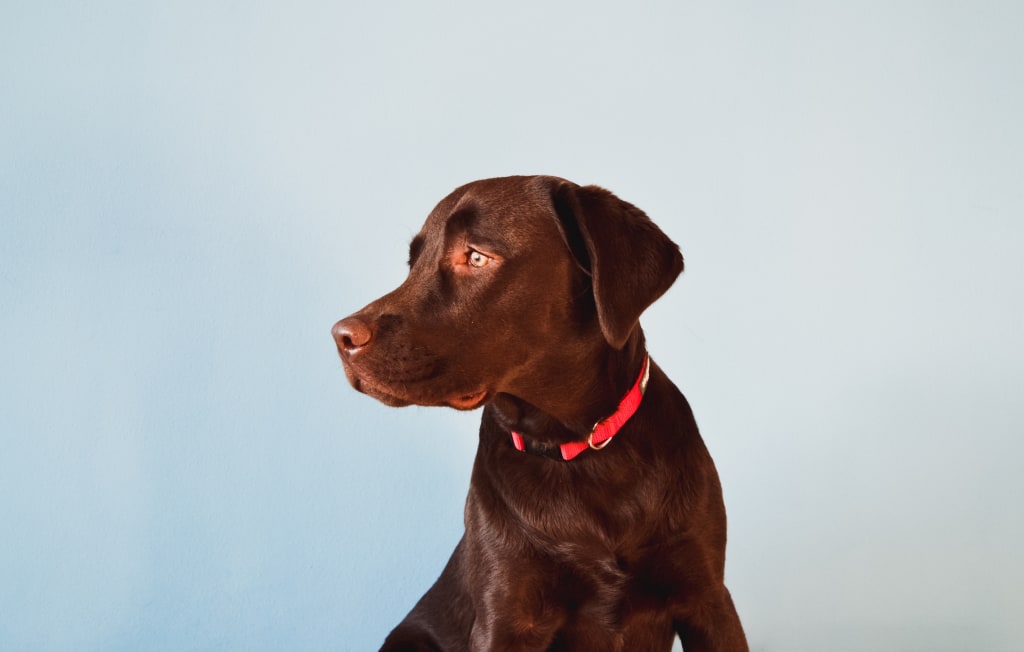 What Breed Is Your Dog, Really? Find Out with Embark What Breed Is Your Dog, Really? Find Out with Embark
