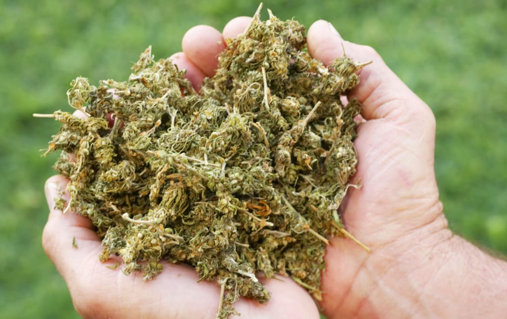 Can Weed End the Heroin Epidemic? Can Weed End the Heroin Epidemic?