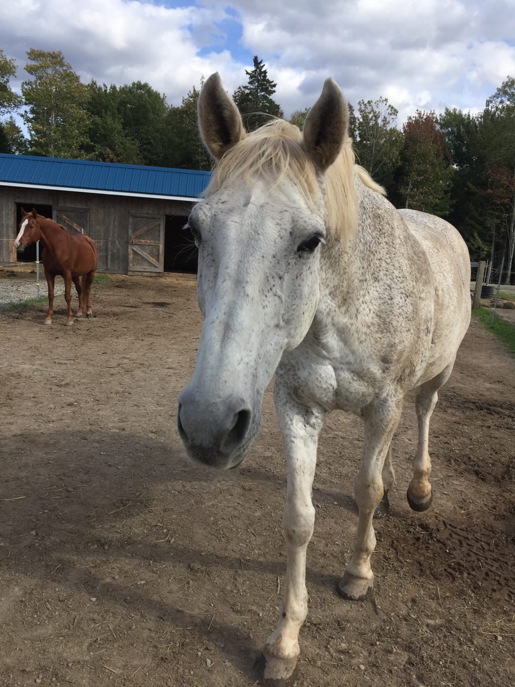 15 Problems Only Equestrians Understand 15 Problems Only Equestrians Understand