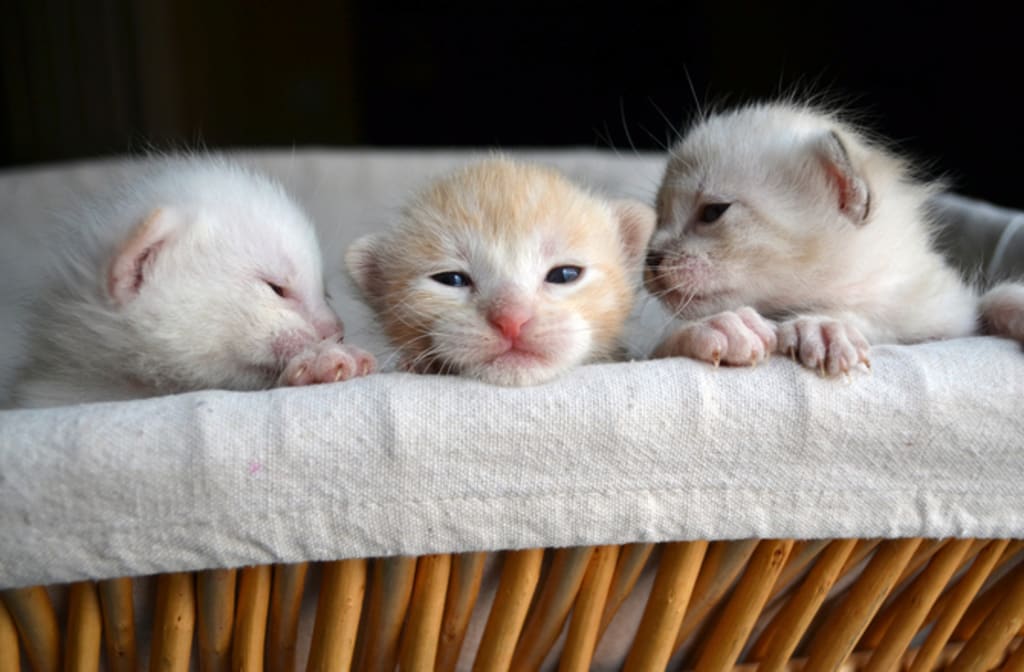 how to help newborn kittens