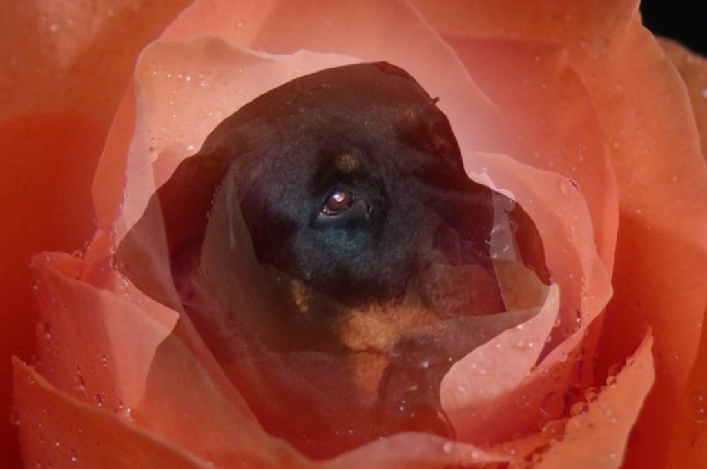 The Rottweiler with Strength The Rottweiler with Strength