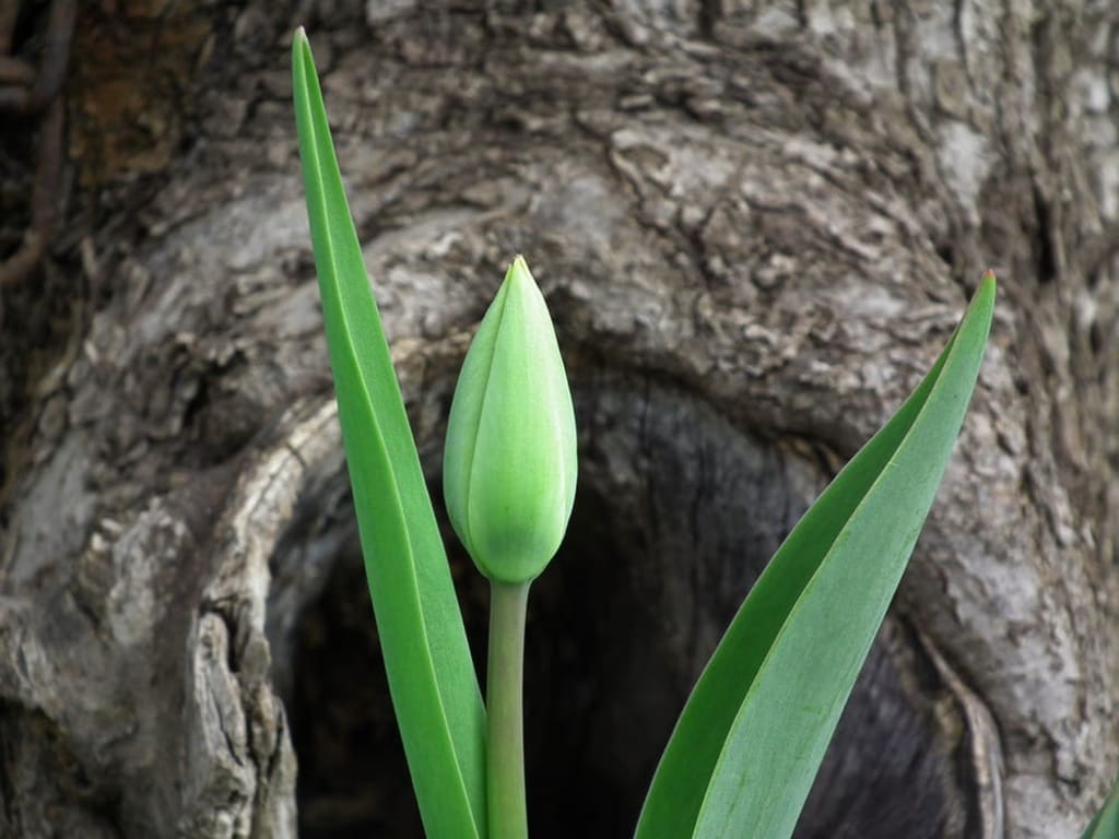 Hope Hope