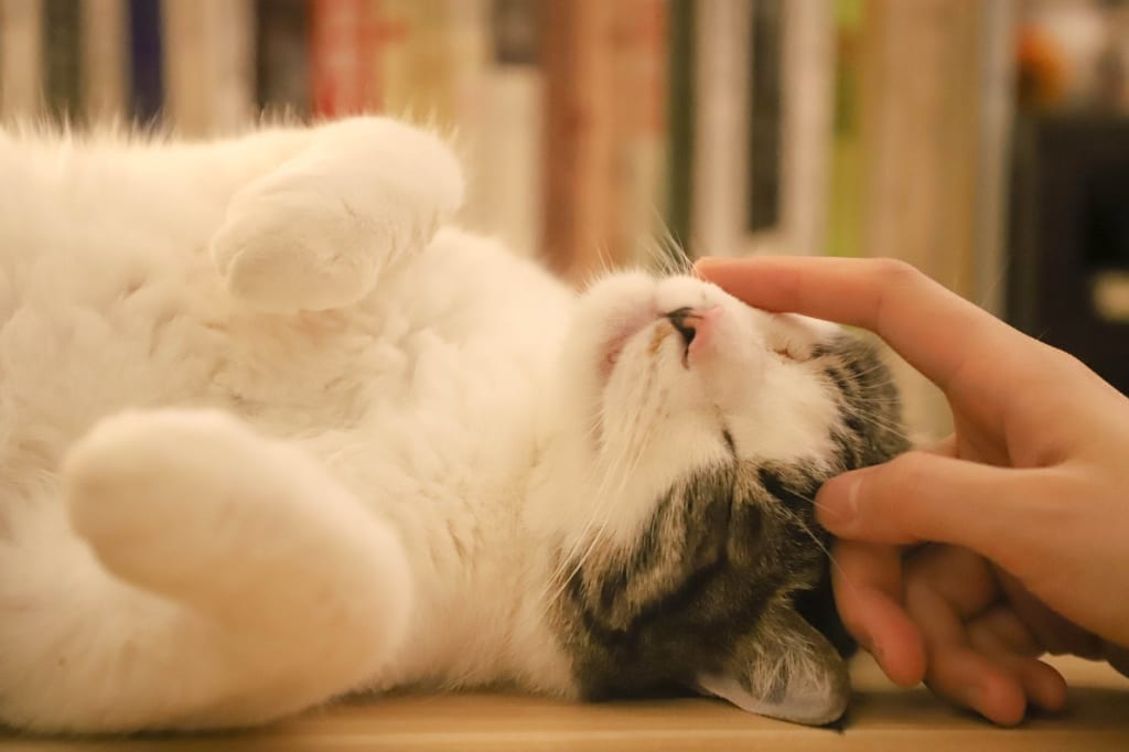 What Personality Type Is Your Cat? What Personality Type Is Your Cat?