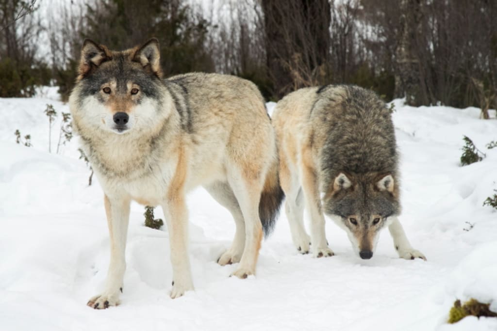 The Pack The Pack