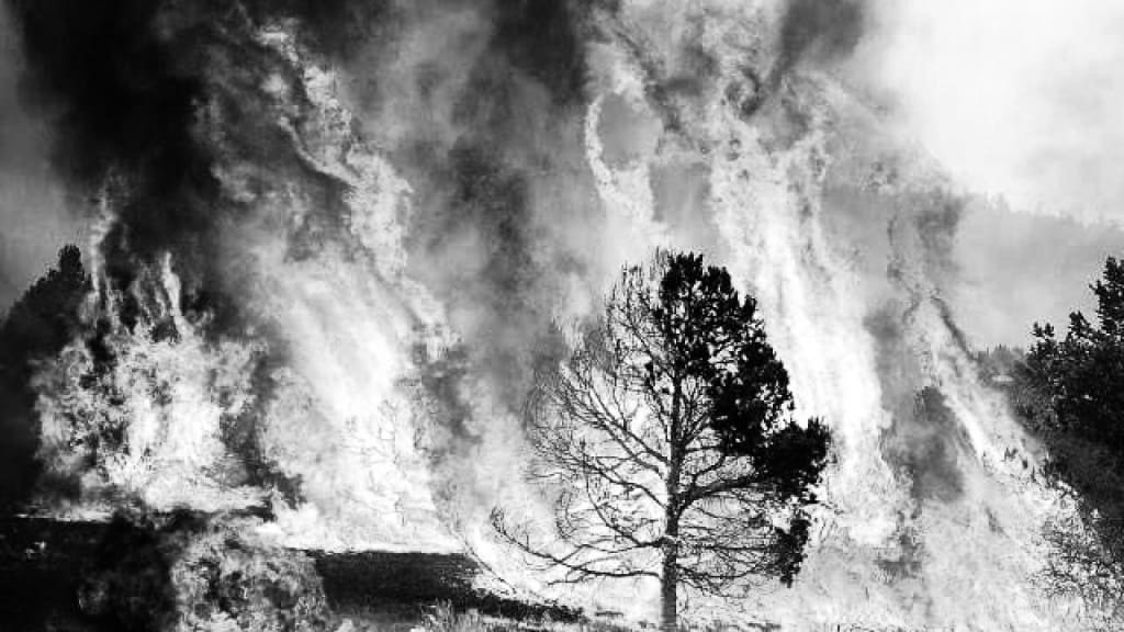 Tree Sin Fire Tree Sin Fire