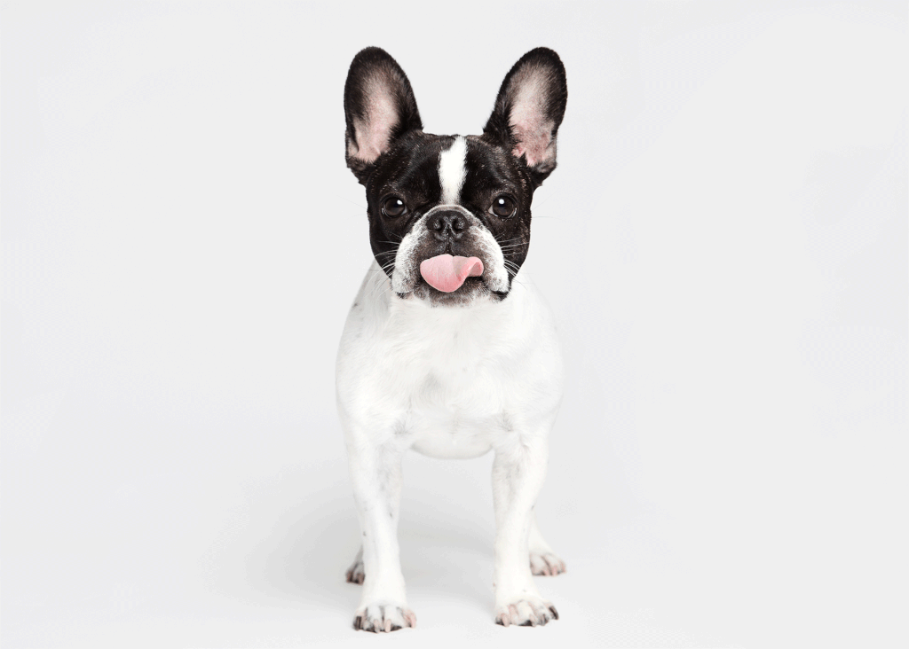 Best Gifts for Small Dog Owners Best Gifts for Small Dog Owners