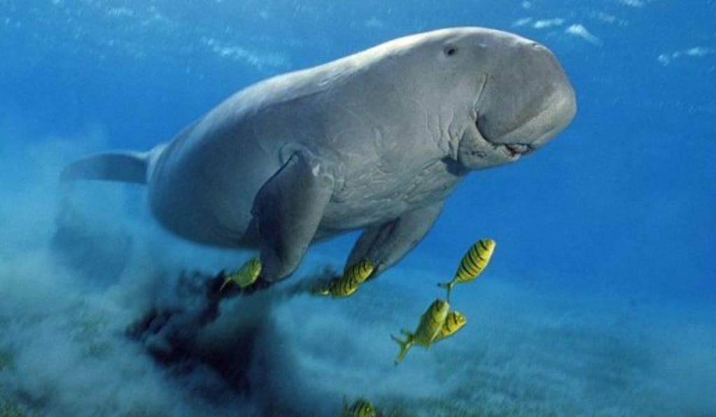 Six Facts About Dugongs