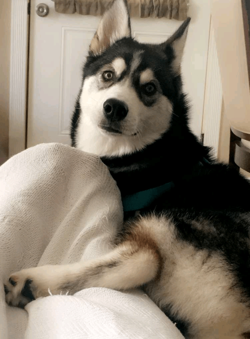 my siberian husky