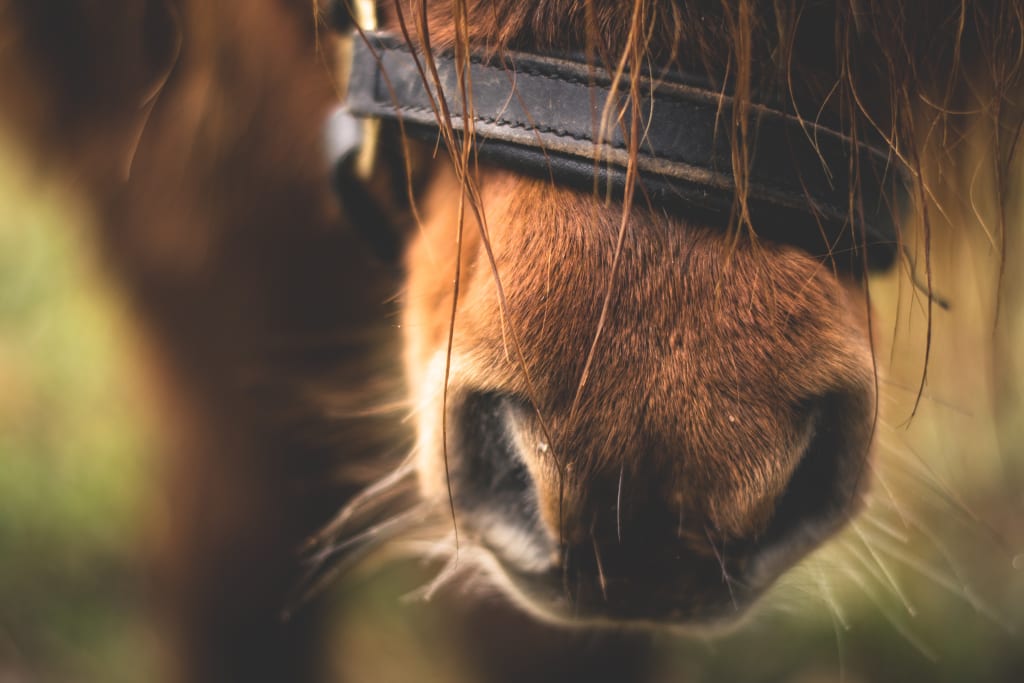Is the Grand National an Outdated Part of Our Culture? Is the Grand National an Outdated Part of Our Culture?