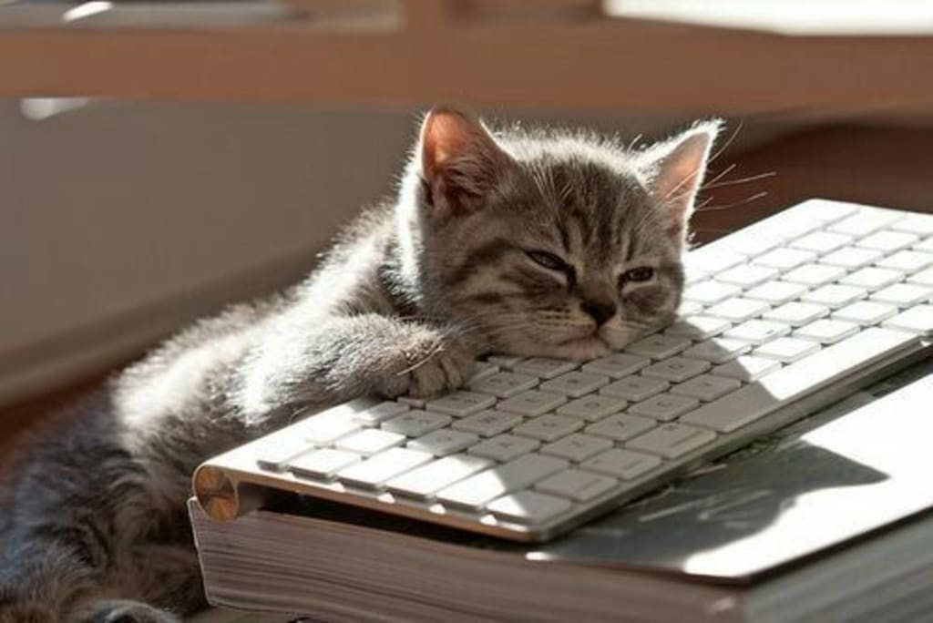 Kittens & Computers? Kittens & Computers?
