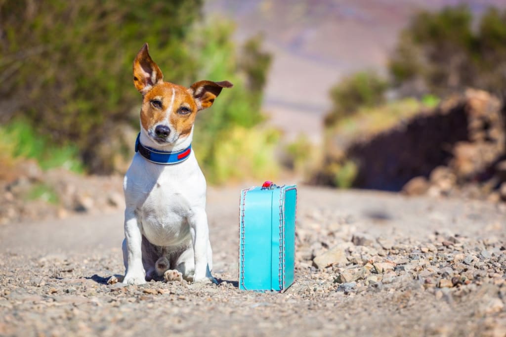 Quick and Easy Tips for Traveling with Your Dog Quick and Easy Tips for Traveling with Your Dog