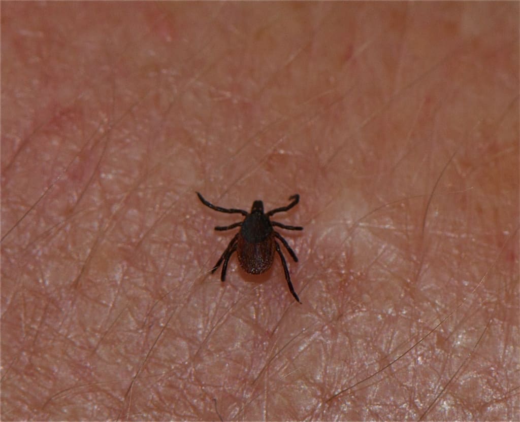 Renowned Lyme Doctor in Mt. Kisco Discusses Limitations of Medical Treatment and Insurance Complications Renowned Lyme Doctor in Mt. Kisco Discusses Limitations of Medical Treatment and Insurance Complications