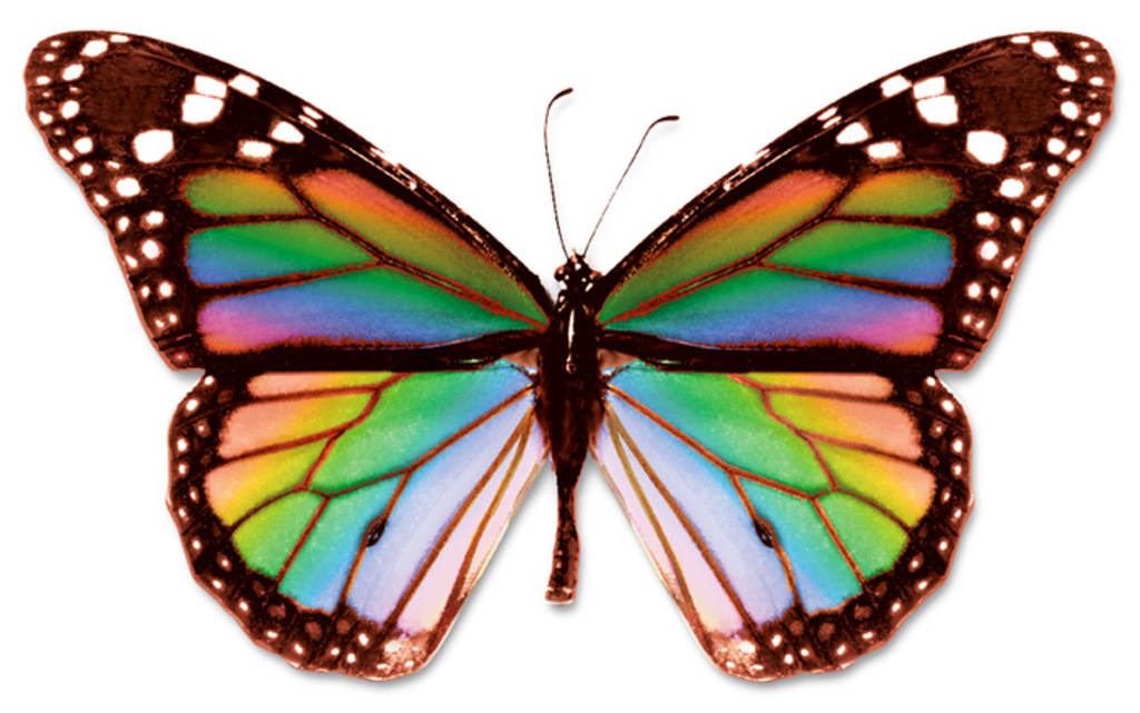Rainbow Butterfly