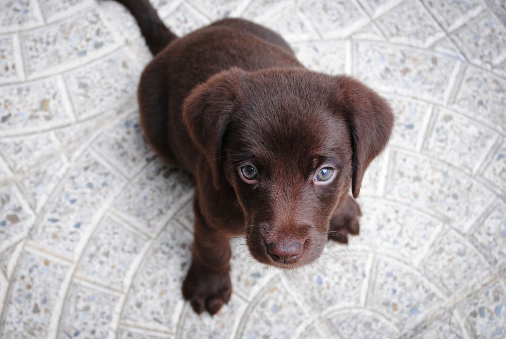 Best Pet Wipes for Dogs and Cats Best Pet Wipes for Dogs and Cats