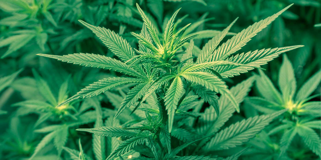 How Smoking Marijuana Brought Us Closer How Smoking Marijuana Brought Us Closer