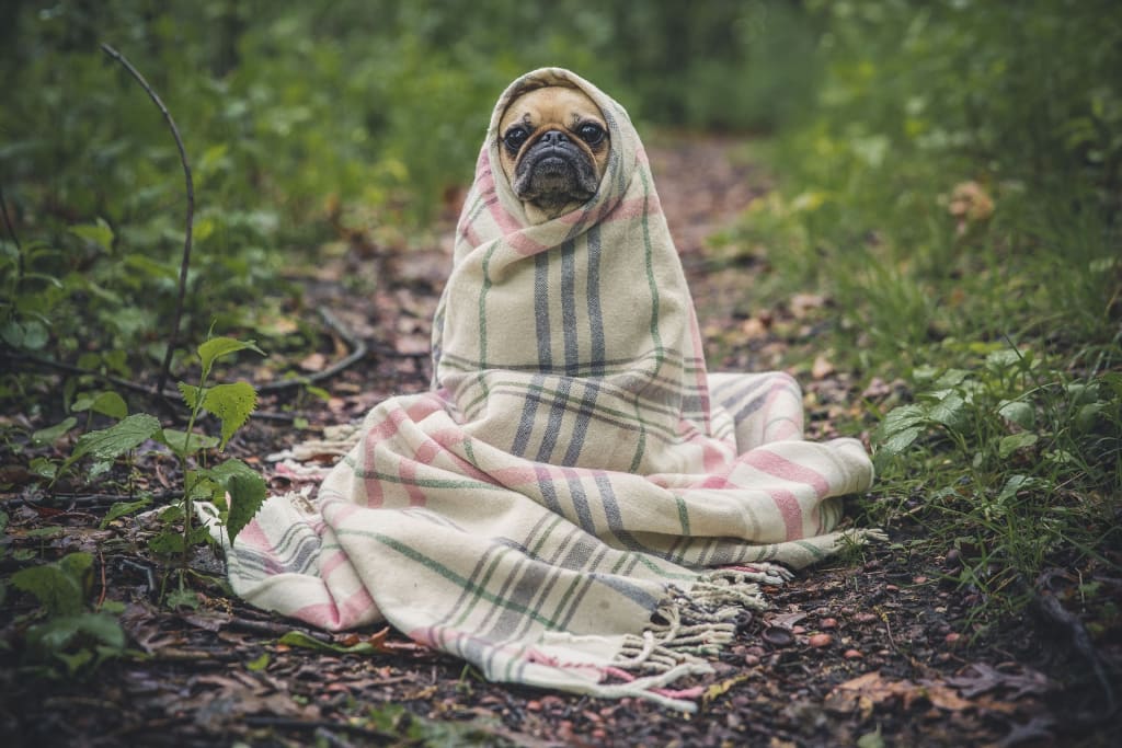 Safety Tips for Pets During Holidays Safety Tips for Pets During Holidays
