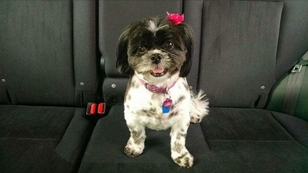 We Don't Deserve Dogs We Don't Deserve Dogs