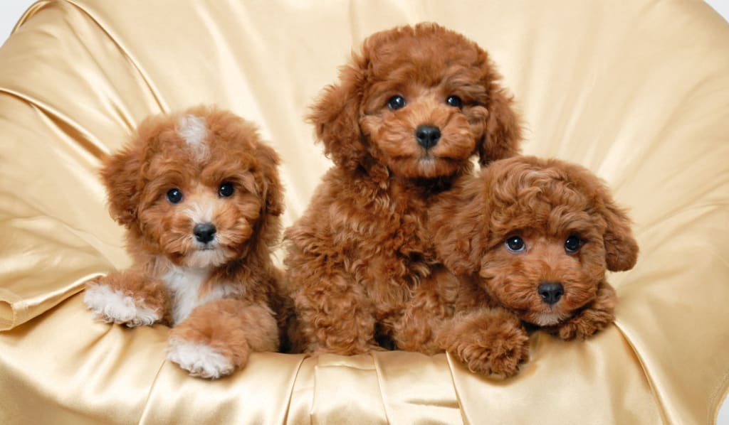 tiny hypoallergenic dogs