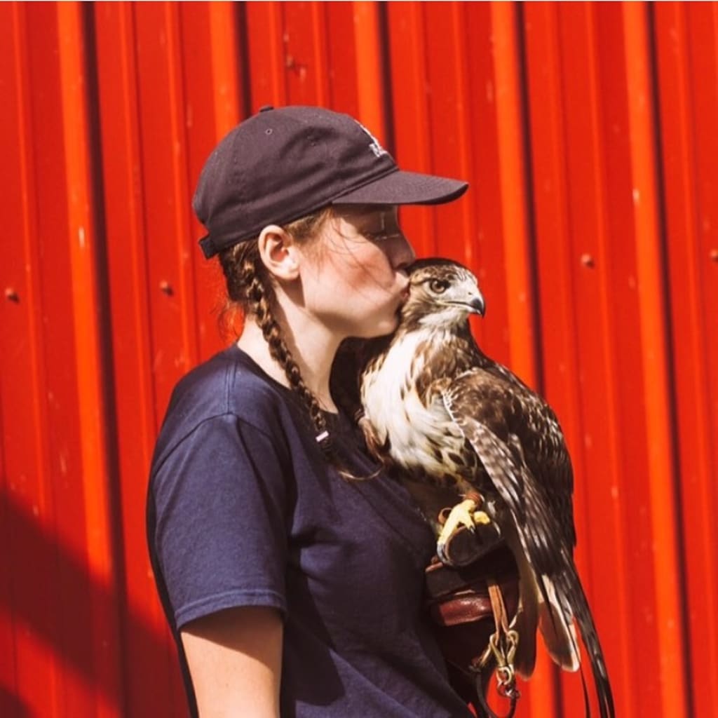 My Hawk, Alfie My Hawk, Alfie