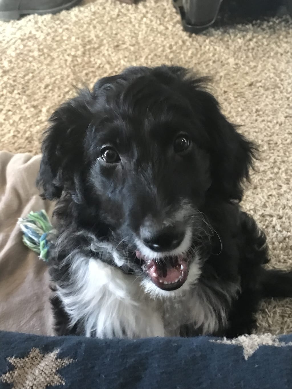What I Wish I Knew Before Getting Our First Puppy! What I Wish I Knew Before Getting Our First Puppy!
