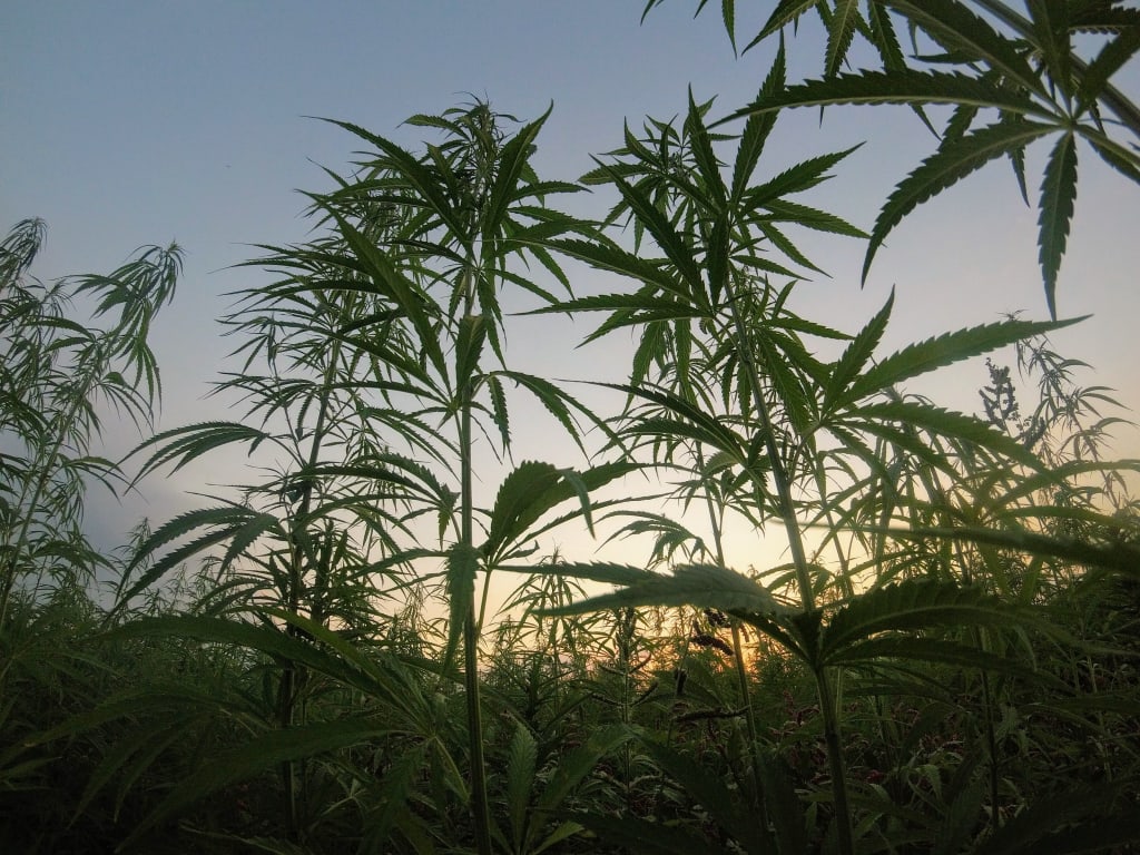 How to Grow Marijuana in Your Garden How to Grow Marijuana in Your Garden
