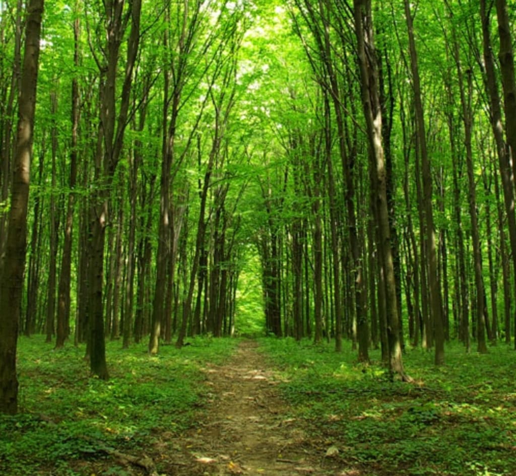 Like the Trees Like the Trees
