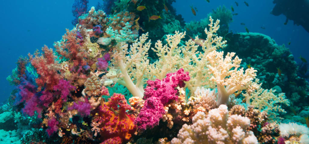 Ocean Habitats Petlife