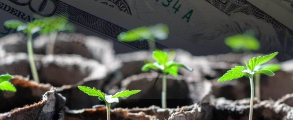 The Costs and Revenues of Growing Marijuana The Costs and Revenues of Growing Marijuana