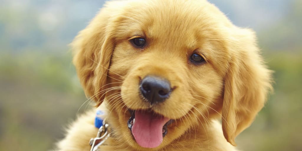 What to Expect: Pup Owners What to Expect: Pup Owners