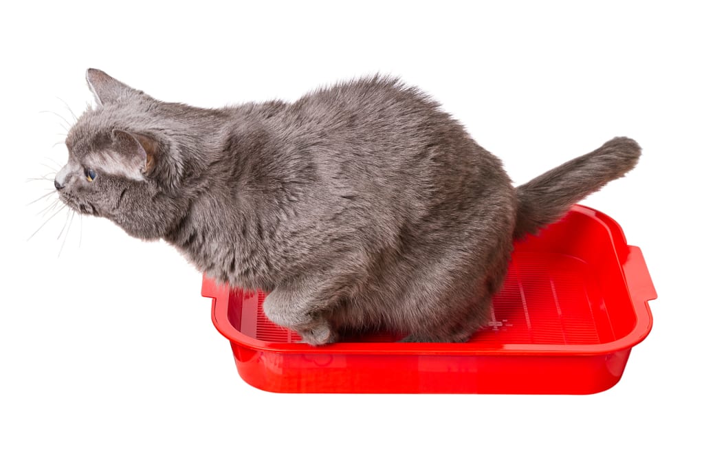 When You Should Get Your Cat to the Vet ASAP... When You Should Get Your Cat to the Vet ASAP...