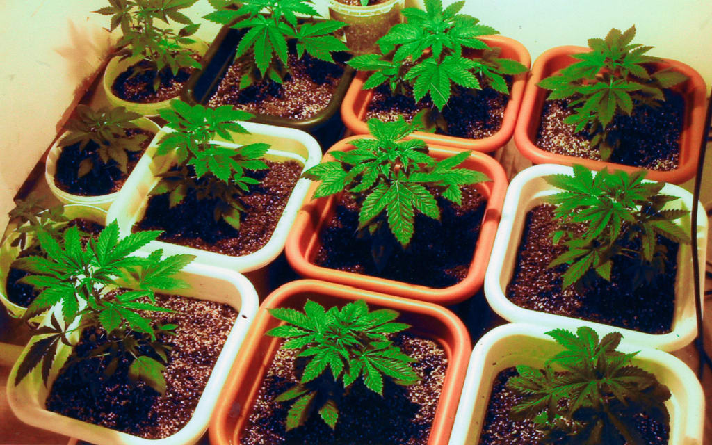 Marijuana Growing FAQ Marijuana Growing FAQ