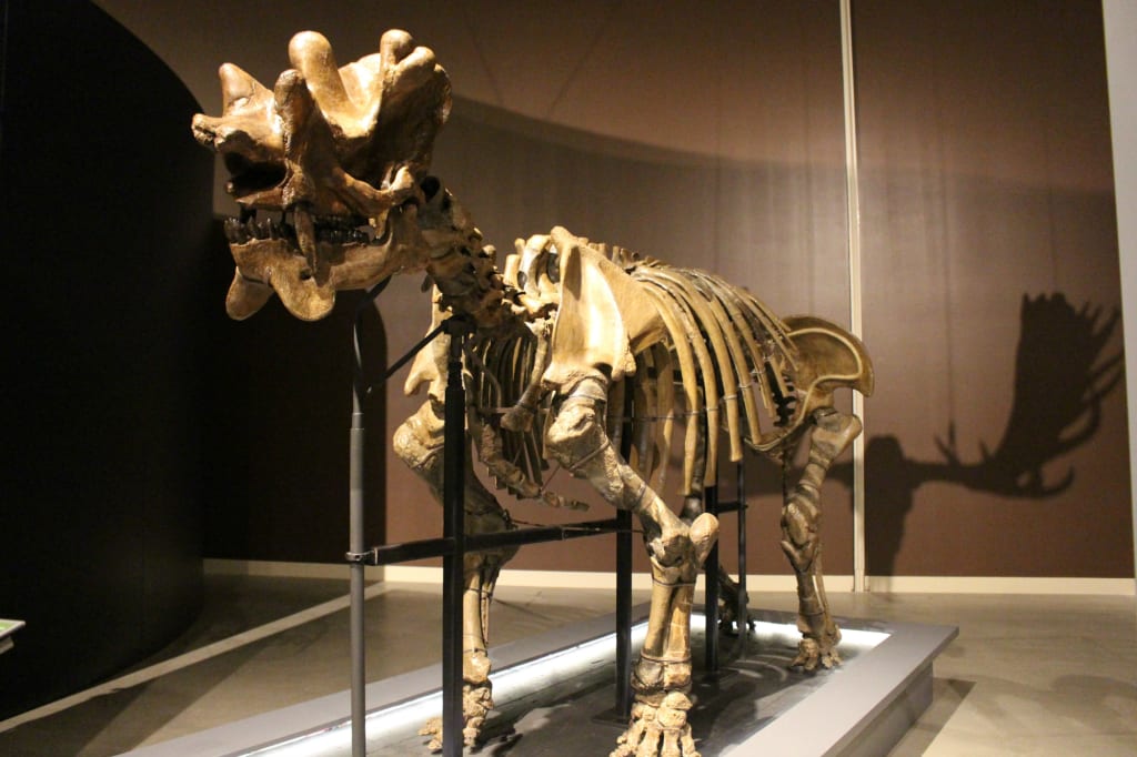 The Dead Zoo: Uintatherium The Dead Zoo: Uintatherium