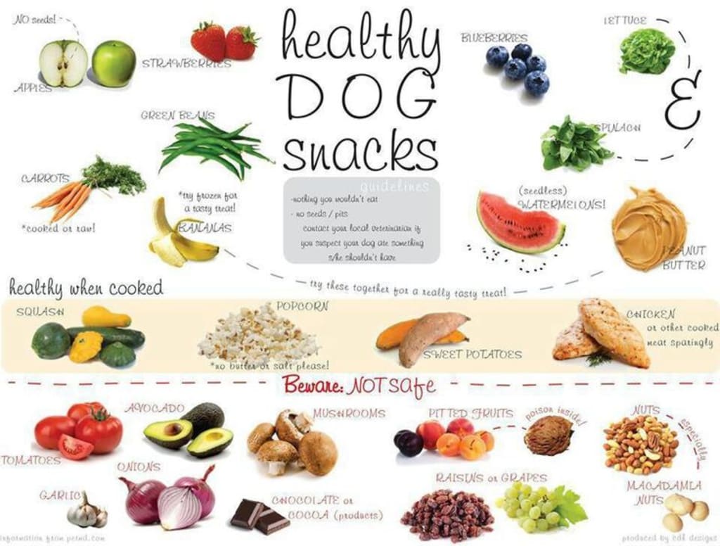 4 Healthy Treats for Your Furry Friend! 4 Healthy Treats for Your Furry Friend!