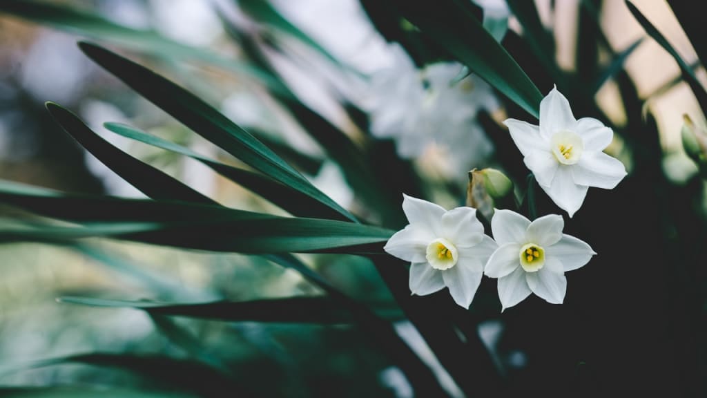 Narcissus and Echo Narcissus and Echo