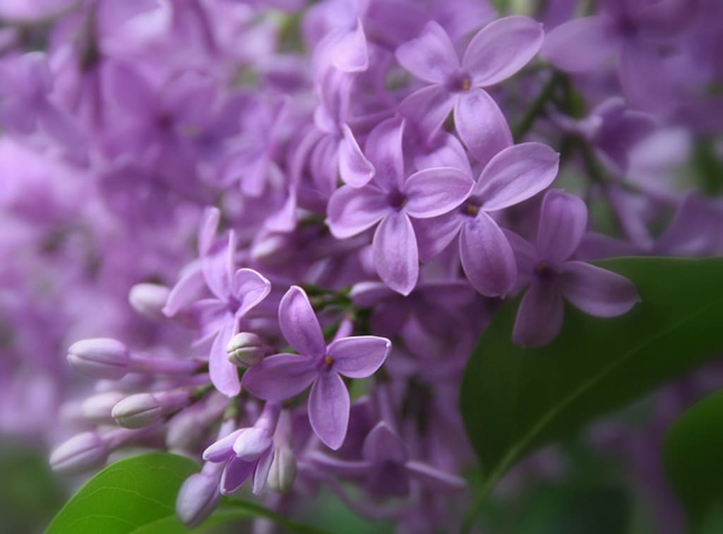 Purple Dawn Purple Dawn