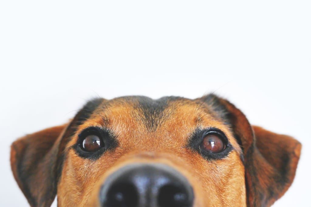 5 Wellbeing Benefits of Having a Dog 5 Wellbeing Benefits of Having a Dog