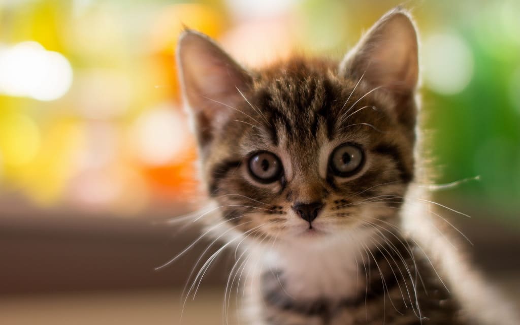 Best Breeds of Cats Best Breeds of Cats