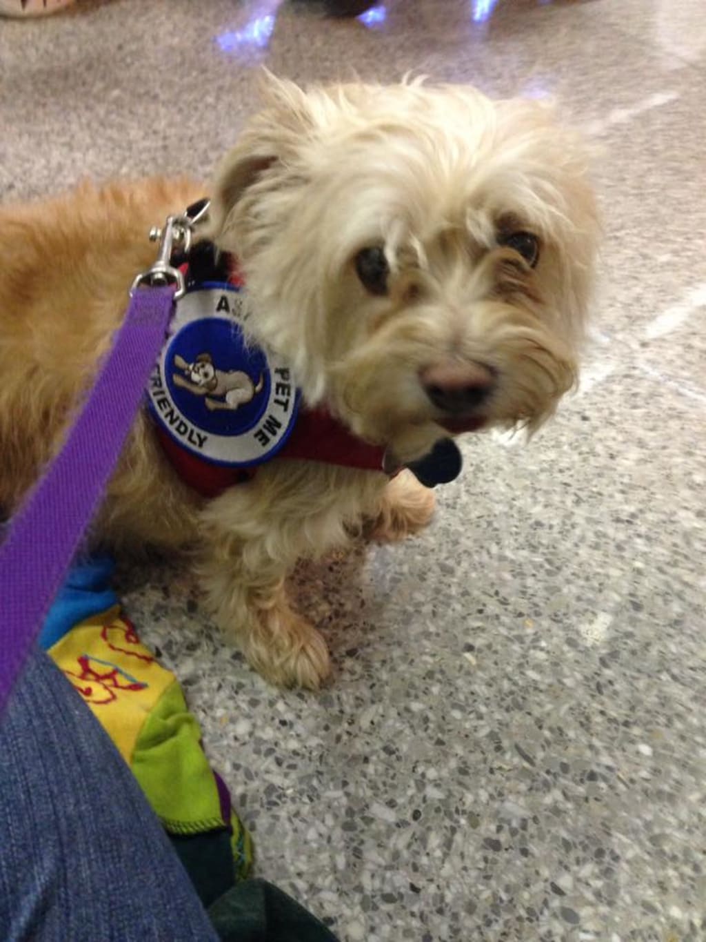 7 Things You Might Not Have Known About Service Dogs 7 Things You Might Not Have Known About Service Dogs