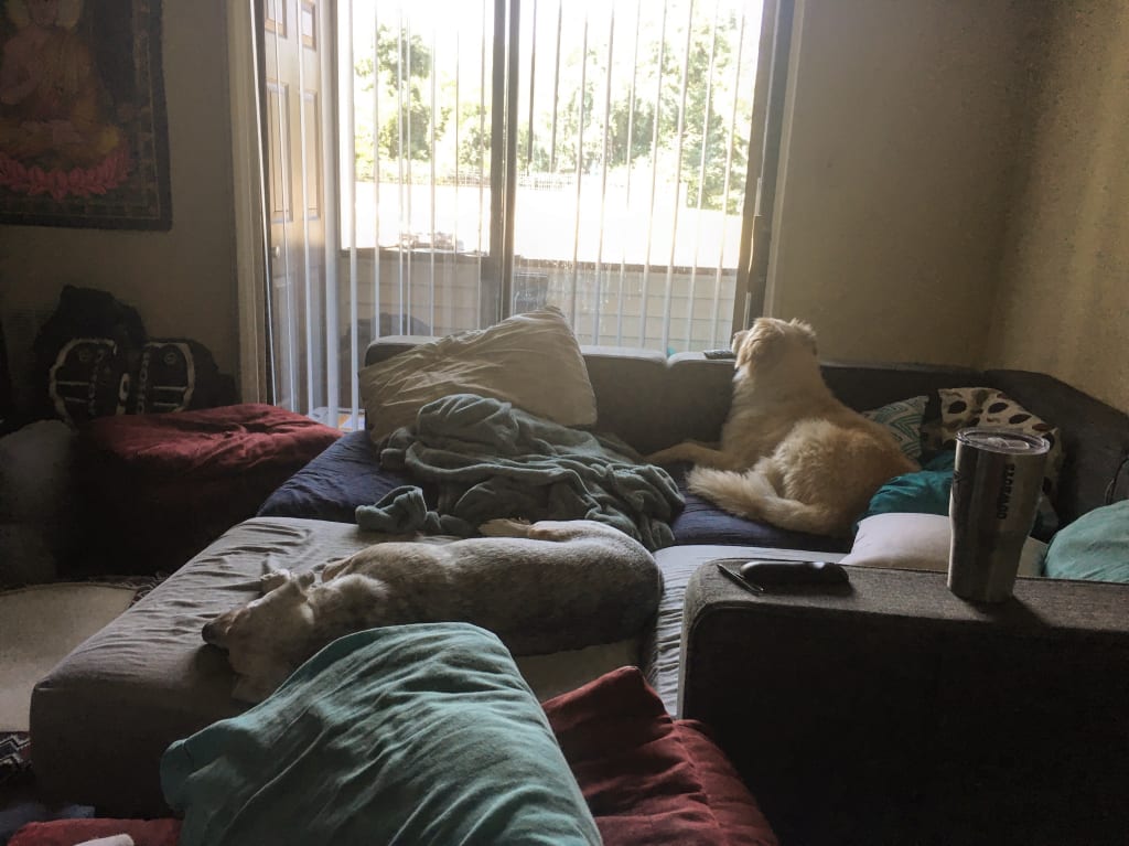 What to Expect When Adopting a Senior Dog What to Expect When Adopting a Senior Dog