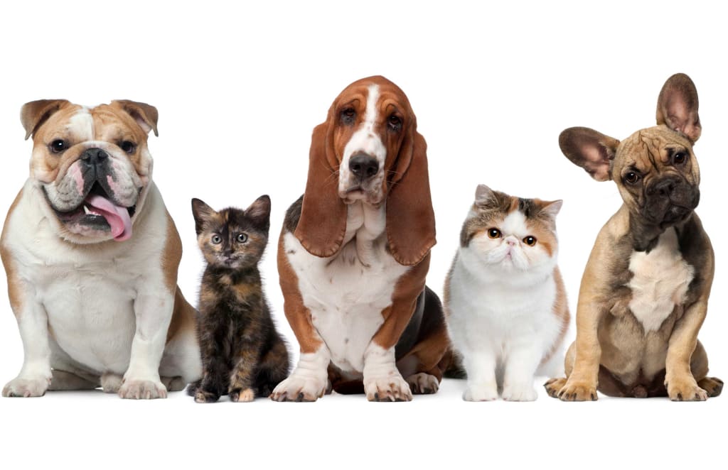 Best Pet Charities in New York City Best Pet Charities in New York City
